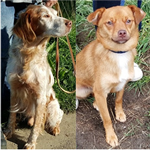 Kopf von Sammy & Sugar